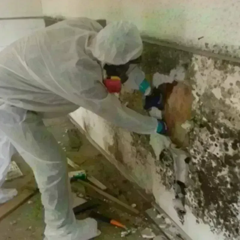 Mold Remediation and Removal in Ashland, AL